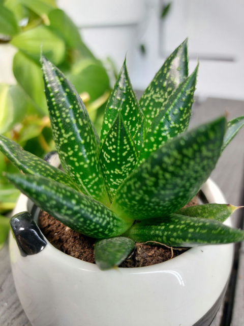 Gasteria Flow | 10cm