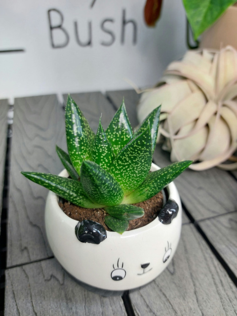 Gasteria Flow | 10cm