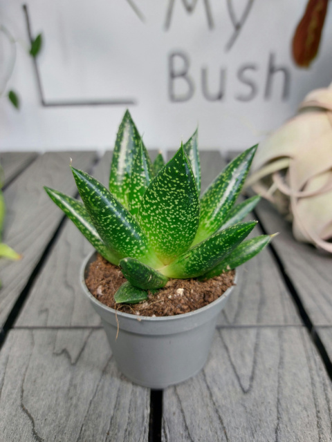 Gasteria Flow | 10cm