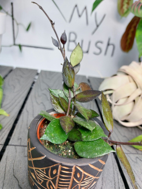 Hoya Krohniana Black Leaves | 10-15cm
