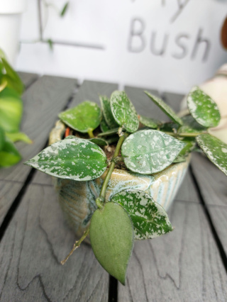 Hoya Krohniana Splash | 10cm