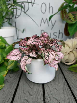 Hypoestes Phyllostachya Pink Niedośpian | 10-15cm