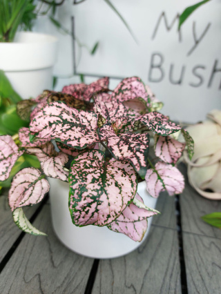 Hypoestes Phyllostachya Pink Niedośpian | 10-15cm