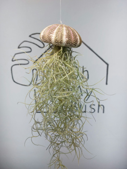 Jellyfish | Tillandsia Usneoides w muszli Oplątwa
