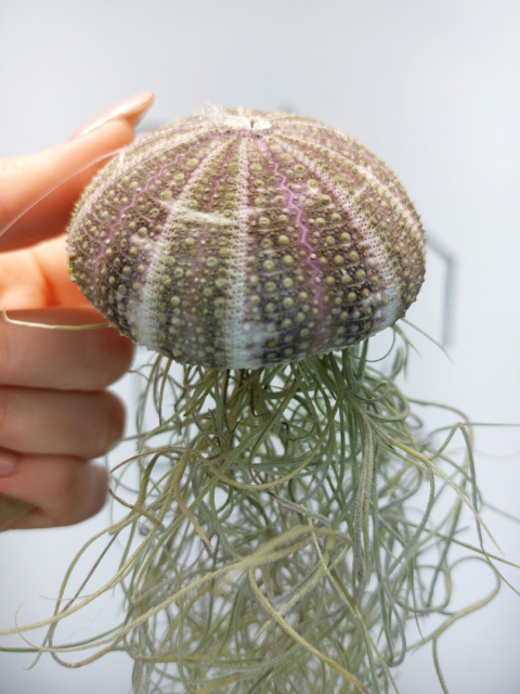 Jellyfish | Tillandsia Usneoides w muszli Oplątwa