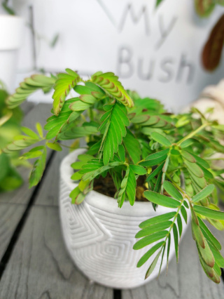 Mimosa Pudica Mimoza wstydliwa | 10cm