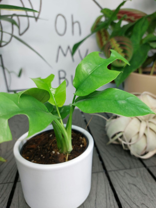 Monstera Minima | Rhaphidophora tetrasperma | 20-25cm