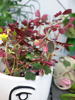 Oxalis Vulcanicola Crazy Plum | Szczawik | 15-20cm