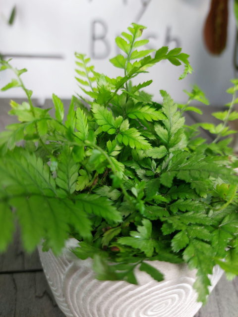 Polystichum Tsus-Simense | Paprotnik Chiński | 10-15cm