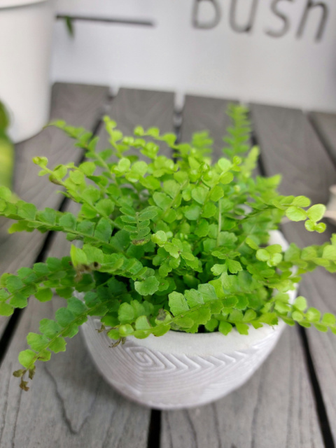 Nephrolepis Cordifolia Duffii | Paproć Nefrolepis sercolistny | 10-15cm