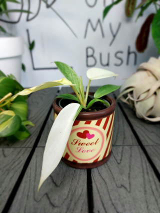 Philodendron Florida Ghost | 10-15cm