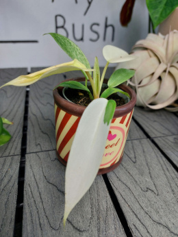 Philodendron Florida Ghost | 10-15cm