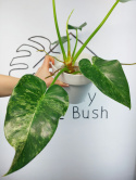 Philodendron Giganteum Variegata | Sadzonka 9 | 45cm