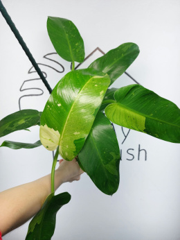 Philodendron Jose Buono | Sadzonka 4 | 45cm