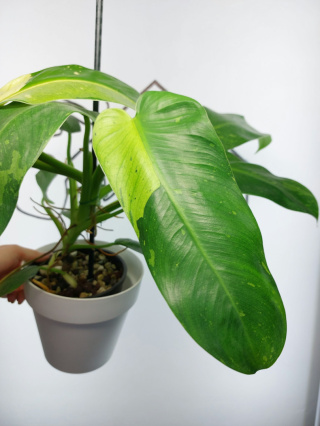 Philodendron Jose Buono | Sadzonka 4 | 45cm