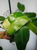 Philodendron Jose Buono | Sadzonka 4 | 45cm