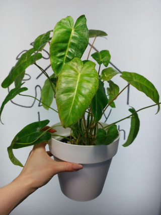 Philodendron Paraiso Verde | 35-40cm