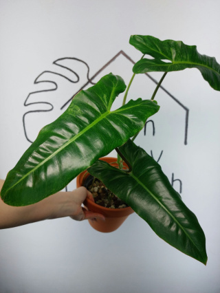 Philodendron Paraiso Verde | 60-70cm