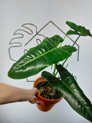 Philodendron Paraiso Verde | 60-70cm