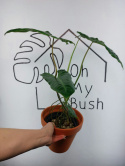 Philodendron Paraiso Verde | 60-70cm