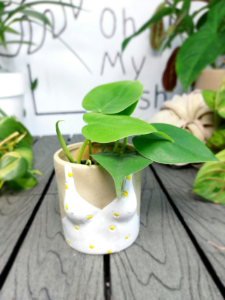 Philodendron Scandens | 10-15cm