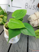 Philodendron Scandens | 10-15cm