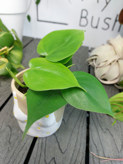 Philodendron Scandens | 10-15cm