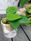 Philodendron Scandens | 10-15cm