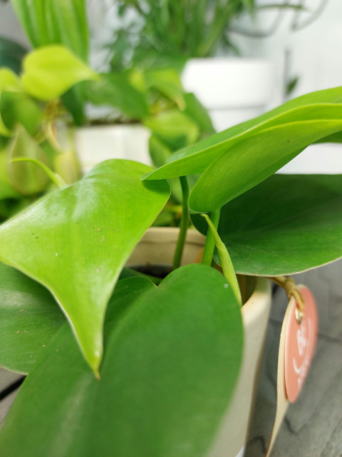 Philodendron Scandens | 10-15cm