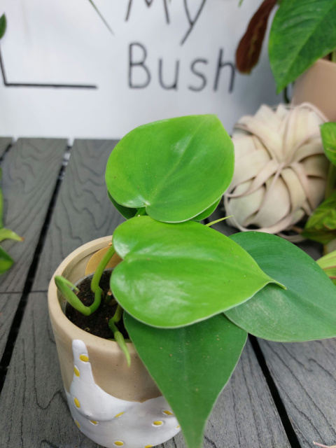 Philodendron Scandens | 10-15cm