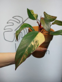 Philodendron Strawberry Shake | Sadzonka 17 | 20cm