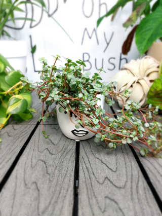 Pilea Glaucophylla Greyzy