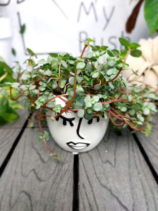 Pilea Glaucophylla Greyzy