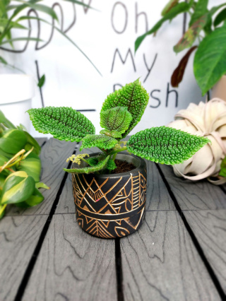 Pilea Mollis Moon Valley | 10-15cm