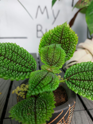 Pilea Mollis Moon Valley | 10-15cm