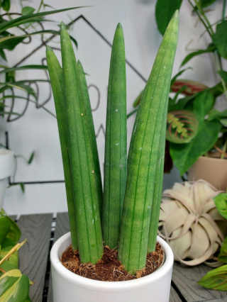 Sansevieria Cylindrica | 25cm