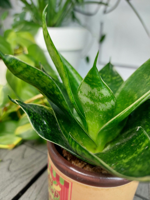 Sansevieria Hahnii White Line| 10-15cm