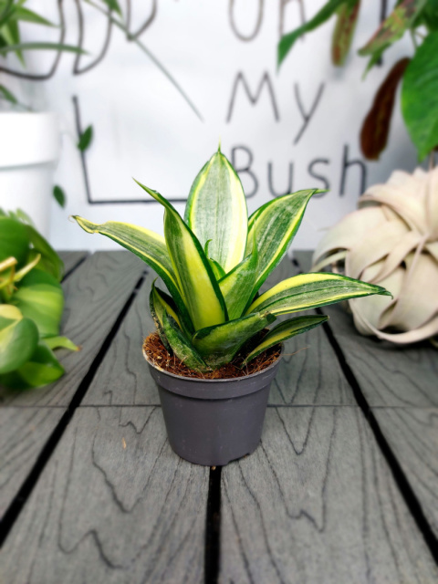 Sansevieria Golden Hahnii 2 | 10-15cm