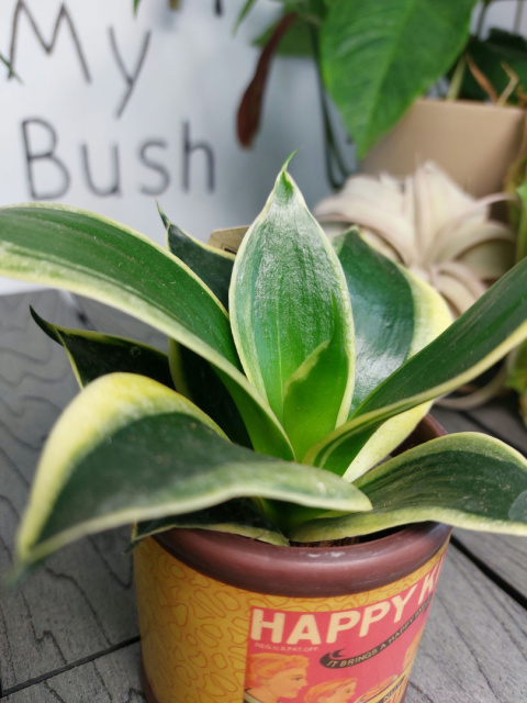 Sansevieria Jade Pagoda | 10-15cm