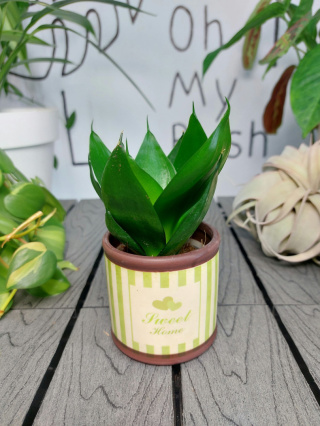 Sansevieria Hahnii Black | 10-15cm