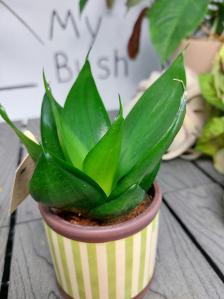 Sansevieria Hahnii Black | 10-15cm