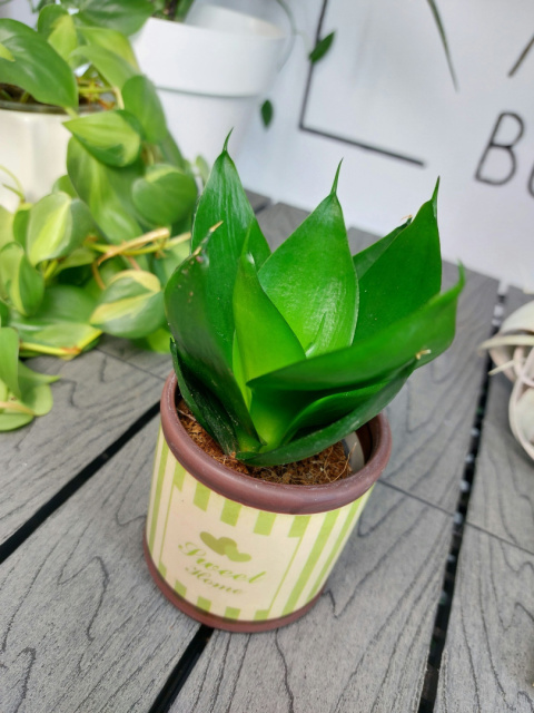 Sansevieria Hahnii Black | 10-15cm