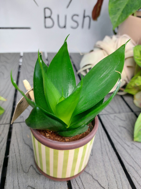 Sansevieria Hahnii Black | 10-15cm