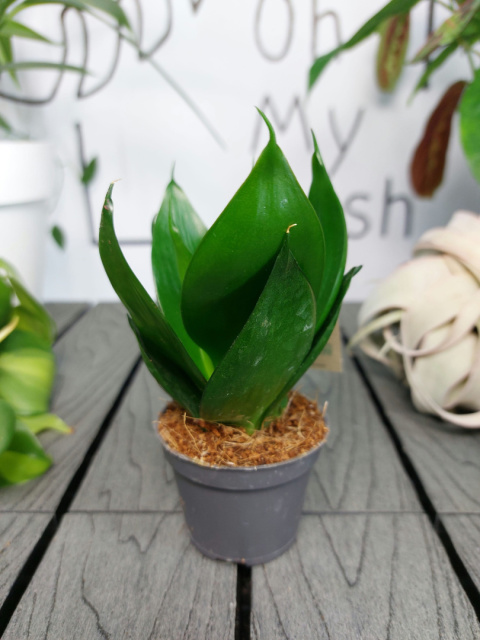 Sansevieria Hahnii Black | 10-15cm