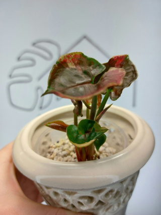 Syngonium Strawberry Ice | Sadzonka 45 | 15cm