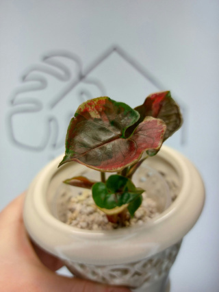 Syngonium Strawberry Ice | Sadzonka 45 | 15cm