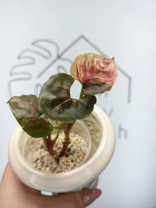 Syngonium Strawberry Ice | Sadzonka 46 | 20cm