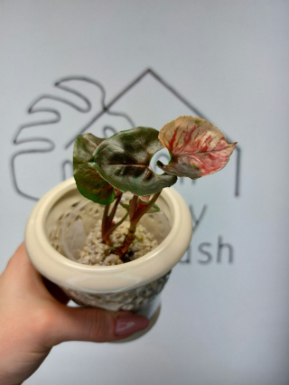 Syngonium Strawberry Ice | Sadzonka 46 | 20cm