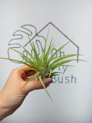 Tillandsia Abdita XL Oplątwa