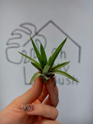 Tillandsia Abdita MINI Oplątwa